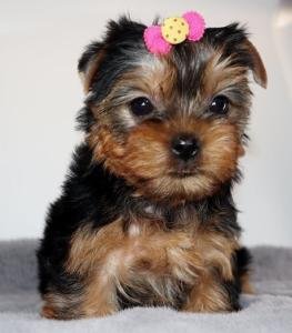 Cute 12 Weeks Old Yorkie Text /call (330) 910 0534