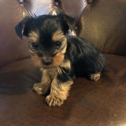 yorkie puppies for sale near me